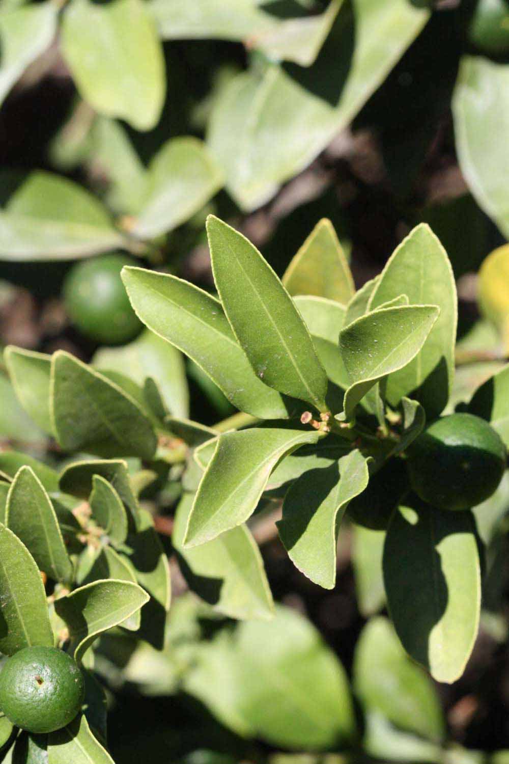              Sun leaves (Riverside, CA)       